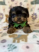 Archer, a male Yorkshire Terrier for sale in Dahlonega, GA – Photo 5 of 6