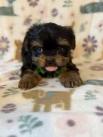 Archer, a male Yorkshire Terrier for sale in Dahlonega, GA – Photo 2 of 6