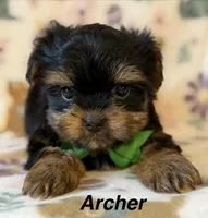Archer, a male Yorkshire Terrier for sale in Dahlonega, GA – Photo 1 of 6