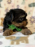 Archer, a male Yorkshire Terrier for sale in Dahlonega, GA – Photo 6 of 6