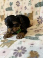 Archer, a male Yorkshire Terrier for sale in Dahlonega, GA – Photo 4 of 6