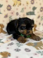 Archer, a male Yorkshire Terrier for sale in Dahlonega, GA – Photo 3 of 6