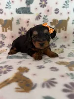 Babe, a female Yorkshire Terrier for sale in Dahlonega, GA – 2 of 3