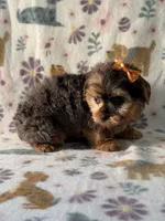 Skye, a female Yorkshire Terrier for sale in Dahlonega, GA – 3 of 3