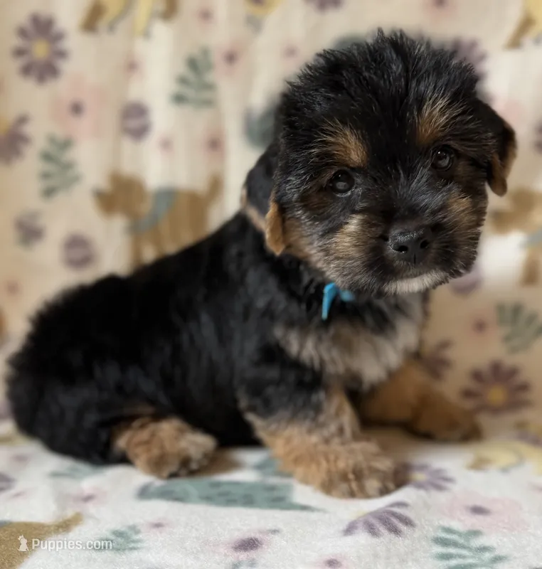 Pluto – Yorkshire Terrier puppy for sale in Dahlonega, GA