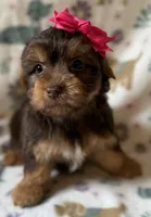 Zoe, a female Yorkshire Terrier for sale in Dahlonega, GA – 1 of 4