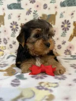 Red boy , a male Yorkshire Terrier for sale in Dahlonega, GA – 4 of 4