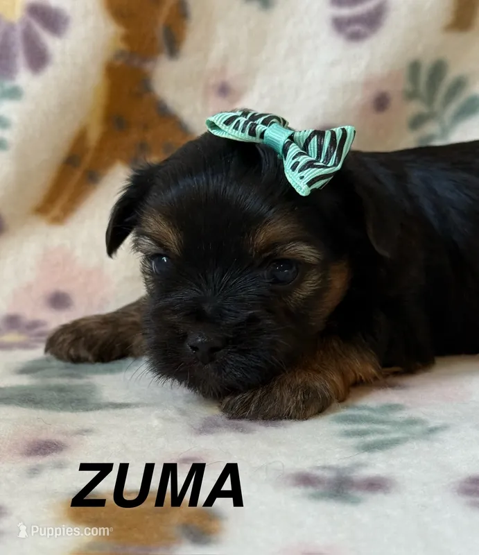 Zuma – Yorkshire Terrier puppy for sale in Dahlonega, GA