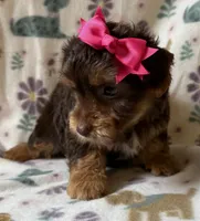 Zoe, a female Yorkshire Terrier for sale in Dahlonega, GA – 3 of 4