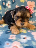 Pink, a female Yorkshire Terrier for sale in Dahlonega, GA – 3 of 4