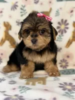 Pink girl , a female Yorkshire Terrier for sale in Dahlonega, GA – 4 of 4
