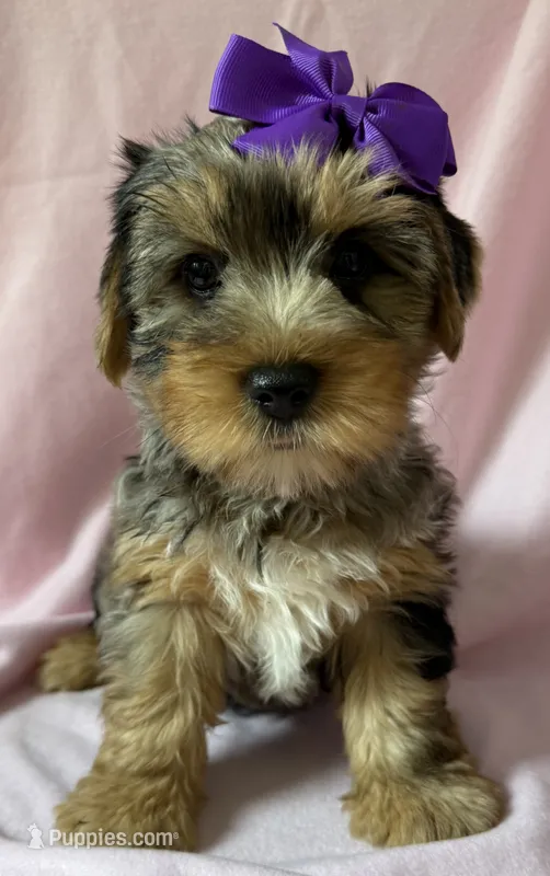 Ellie – Yorkshire Terrier puppy for sale in Dahlonega, GA
