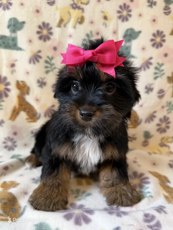 Precious  – Yorkshire Terrier puppy for sale in Dahlonega, GA
