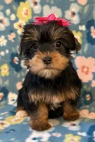 Dolly, a female Yorkshire Terrier for sale in Dahlonega, GA – 1 of 3