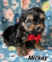 Mickey, a male Yorkshire Terrier for sale in Dahlonega, GA – 1 of 4