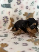 Raider , a male Yorkshire Terrier for sale in Dahlonega, GA – 4 of 4