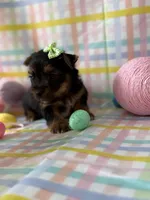 Anna, a female Yorkshire Terrier for sale in Dahlonega, GA – Photo 4 of 5