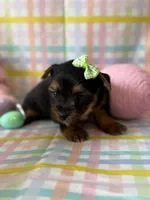 Anna, a female Yorkshire Terrier for sale in Dahlonega, GA – Photo 3 of 5