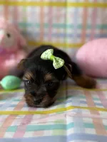 Anna, a female Yorkshire Terrier for sale in Dahlonega, GA – Photo 2 of 5