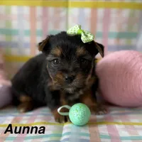 Anna, a female Yorkshire Terrier for sale in Dahlonega, GA – Photo 1 of 5