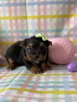 Anna, a female Yorkshire Terrier for sale in Dahlonega, GA – Photo 5 of 5