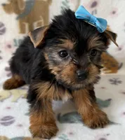 Bulda, a female Yorkshire Terrier for sale in Dahlonega, GA – Photo 4 of 4