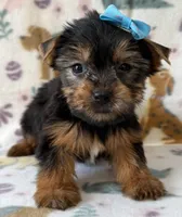 Bulda, a female Yorkshire Terrier for sale in Dahlonega, GA – Photo 3 of 4