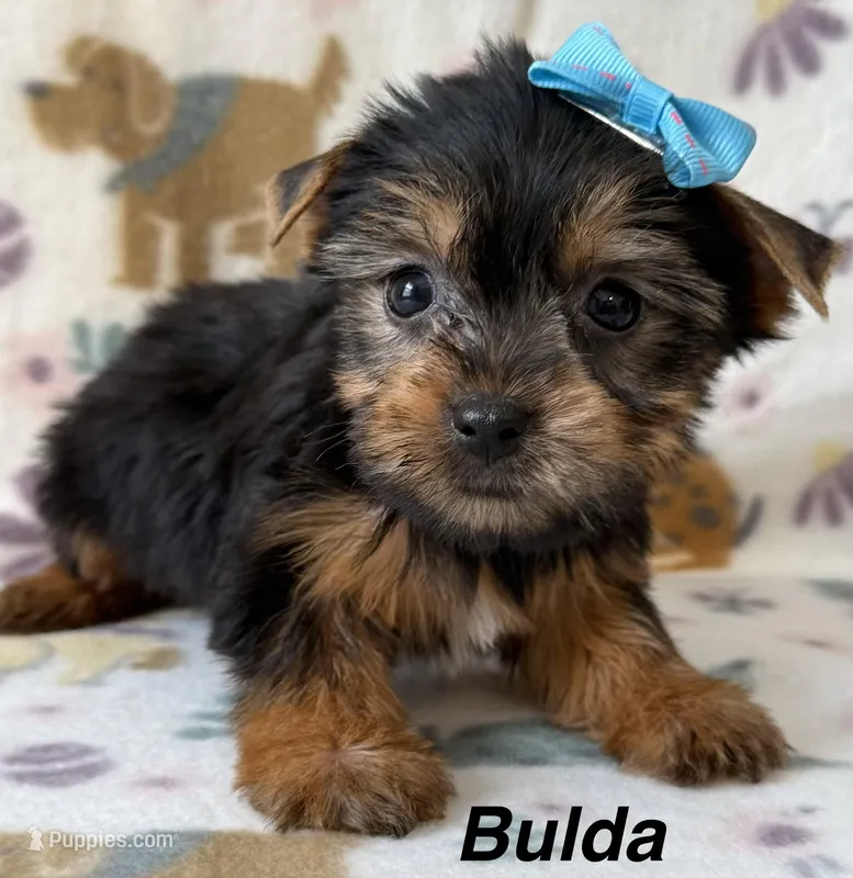 Bulda – Yorkshire Terrier puppy for sale in Dahlonega, GA
