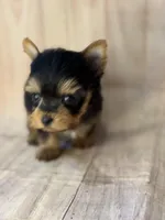 Joker, a male Yorkshire Terrier for sale in Dahlonega, GA – Photo 1 of 3