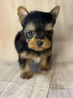 Joker, a male Yorkshire Terrier for sale in Dahlonega, GA – Photo 2 of 3