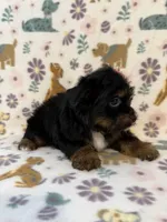 Peachy, a female Yorkshire Terrier for sale in Dahlonega, GA – 3 of 4