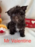 Mr Valentine, a male Yorkshire Terrier for sale in Dahlonega, GA – Photo 4 of 7