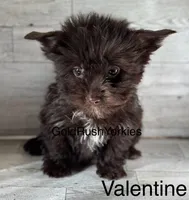 Mr Valentine, a male Yorkshire Terrier for sale in Dahlonega, GA – Photo 2 of 7