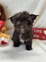 Mr Valentine, a male Yorkshire Terrier for sale in Dahlonega, GA – Photo 7 of 7