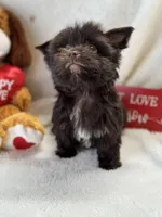 Mr Valentine, a male Yorkshire Terrier for sale in Dahlonega, GA – Photo 5 of 7