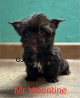 Mr Valentine, a male Yorkshire Terrier for sale in Dahlonega, GA – Photo 3 of 7