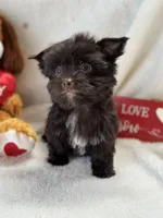 Mr Valentine, a male Yorkshire Terrier for sale in Dahlonega, GA – Photo 6 of 7