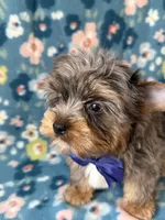 Glacier, a male Yorkshire Terrier for sale in Dahlonega, GA – Photo 6 of 6