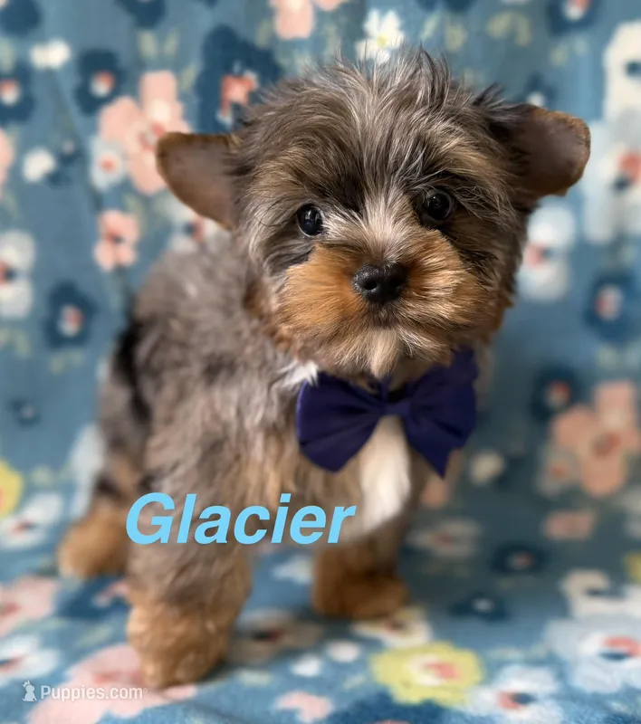 Glacier – Yorkshire Terrier puppy for sale in Dahlonega, GA