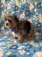 Glacier, a male Yorkshire Terrier for sale in Dahlonega, GA – Photo 5 of 6