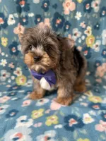 Glacier, a male Yorkshire Terrier for sale in Dahlonega, GA – Photo 3 of 6
