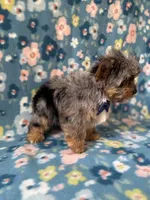 Glacier, a male Yorkshire Terrier for sale in Dahlonega, GA – Photo 4 of 6