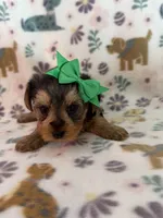 Daisey, a female Yorkshire Terrier for sale in Dahlonega, GA – 2 of 4