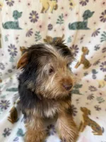 Blonde/Chocolate Male, a male Yorkshire Terrier for sale in Dahlonega, GA – 2 of 4