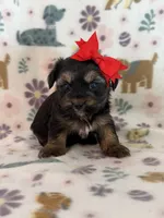 Raine , a female Yorkshire Terrier for sale in Dahlonega, GA – 2 of 3