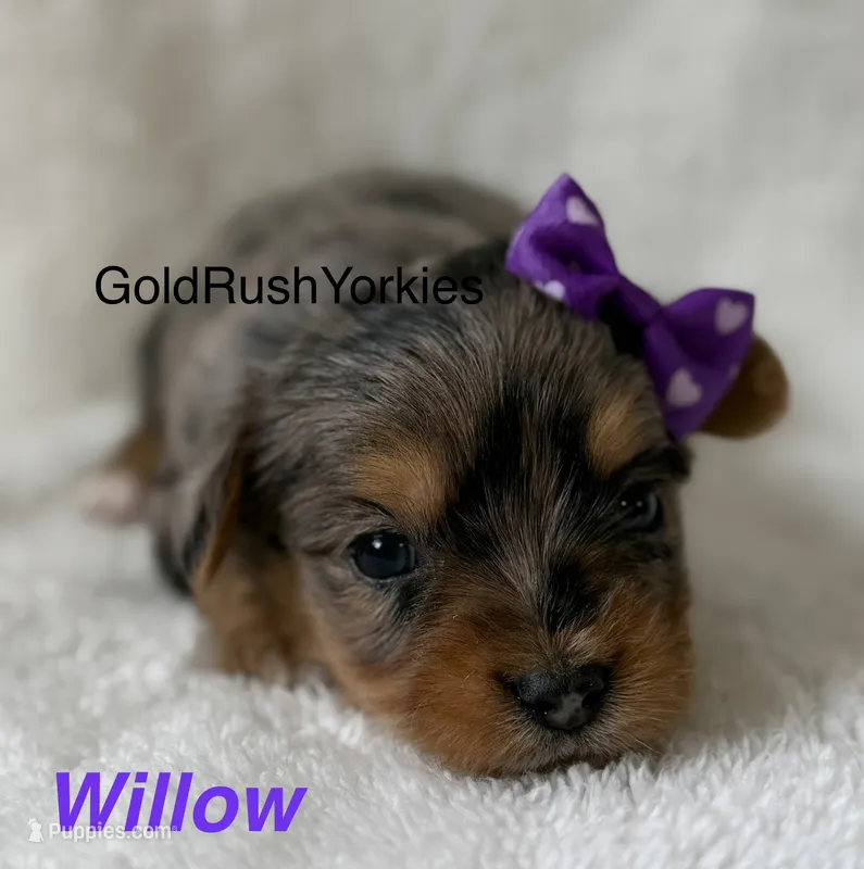 Willow – Yorkshire Terrier puppy for sale in Dahlonega, GA