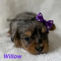 Willow, a female Yorkshire Terrier for sale in Dahlonega, GA – 1 of 4