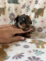 Everest, a female Yorkshire Terrier for sale in Dahlonega, GA – 2 of 5