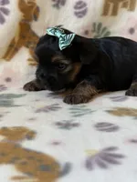 Zuma, a female Yorkshire Terrier for sale in Dahlonega, GA – 2 of 5