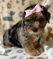 Ellie , a female Yorkshire Terrier for sale in Dahlonega, GA – 2 of 5